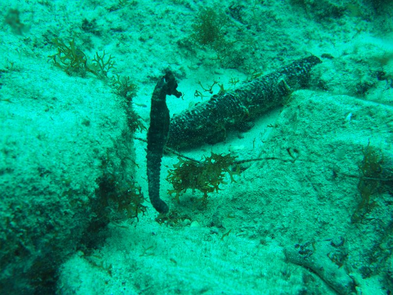 Curacao 04-12 133.JPG